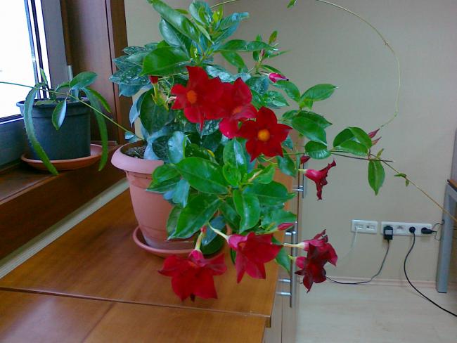 Name:  260920111570.jpg
Views: 1056
Size:  43.7 KB