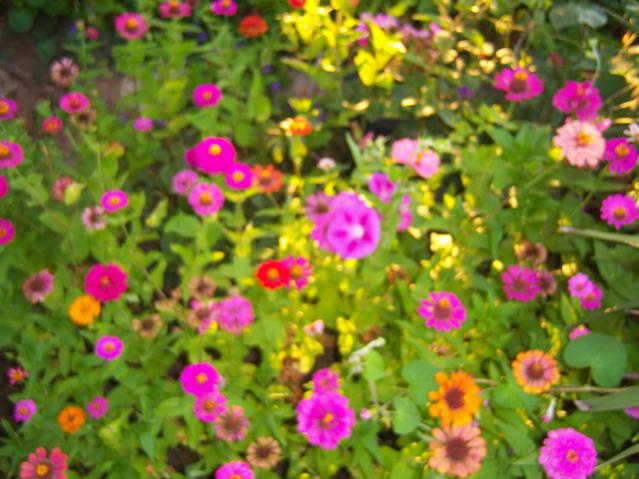 Name:  100_2805.jpg
Views: 333
Size:  53.5 KB