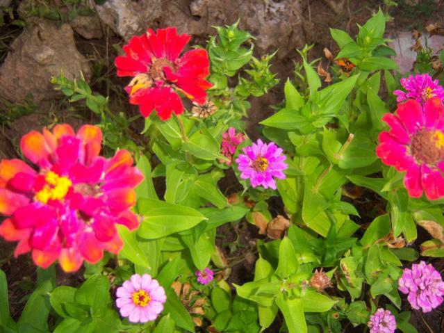 Name:  100_2806.jpg
Views: 299
Size:  61.5 KB