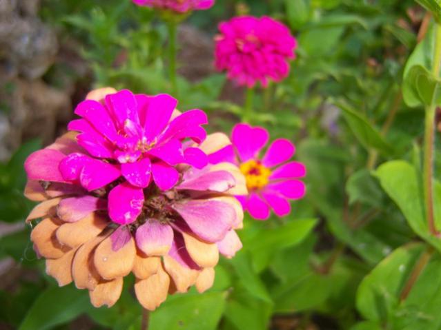 Name:  100_2808.jpg
Views: 308
Size:  37.4 KB