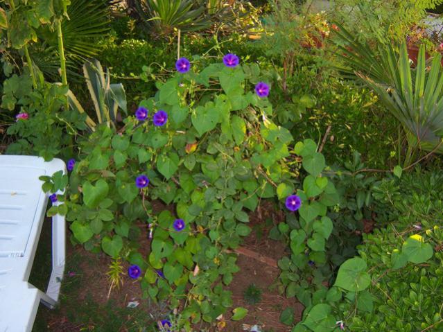 Name:  100_2809.jpg
Views: 332
Size:  67.3 KB