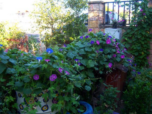Name:  100_2817.jpg
Views: 309
Size:  66.8 KB
