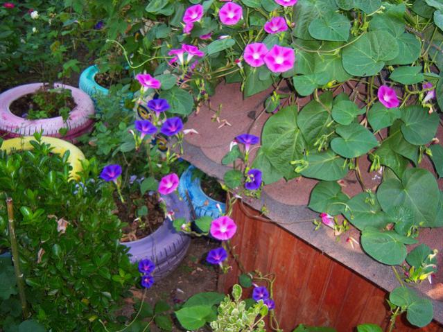 Name:  100_2818.jpg
Views: 321
Size:  68.0 KB