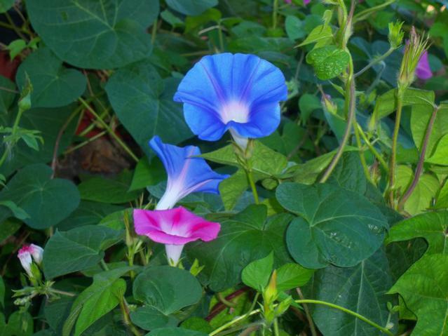 Name:  100_2820.jpg
Views: 313
Size:  46.7 KB