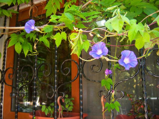 Name:  100_2826.jpg
Views: 301
Size:  60.6 KB