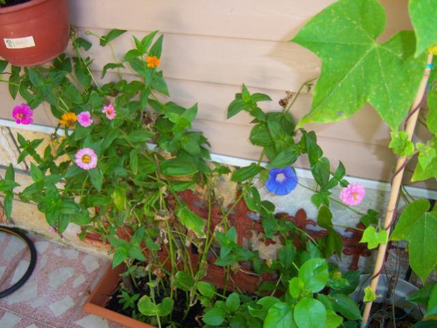 Name:  100_2827.jpg
Views: 317
Size:  53.1 KB