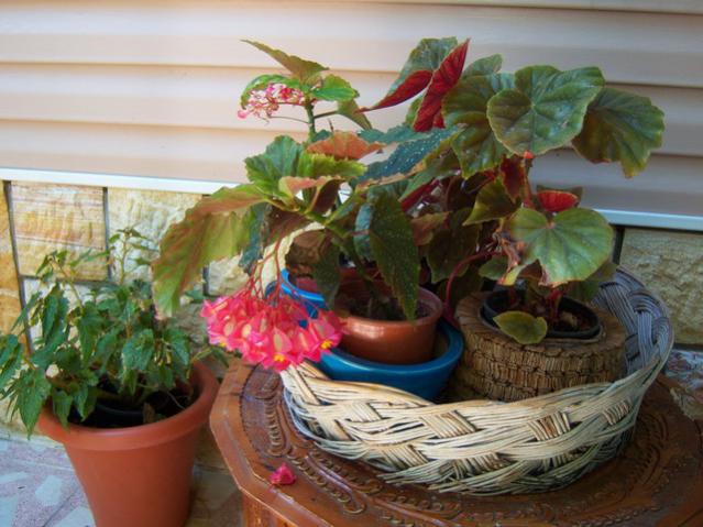 Name:  100_2829.jpg
Views: 313
Size:  51.5 KB