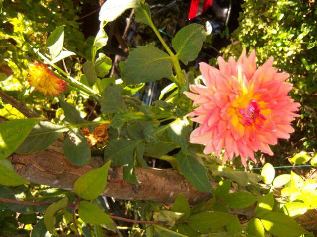 Name:  100_2869.jpg
Views: 300
Size:  65.8 KB