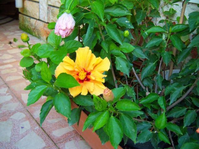 Name:  100_2909.jpg
Views: 458
Size:  58.3 KB