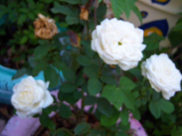 Name:  100_2910.jpg
Views: 450
Size:  33.6 KB