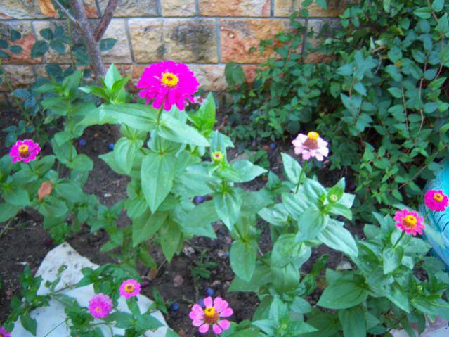 Name:  100_2912.jpg
Views: 450
Size:  63.4 KB