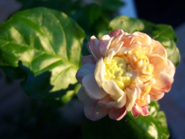 Name:  100_2916.jpg
Views: 418
Size:  35.3 KB