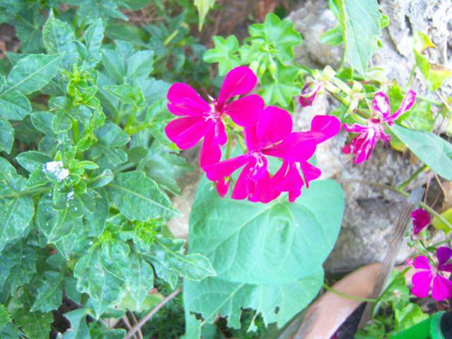 Name:  100_2901.jpg
Views: 449
Size:  59.9 KB