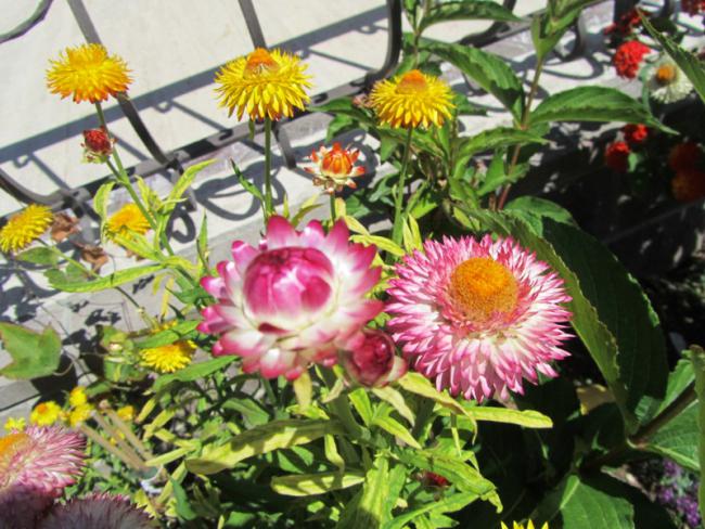 Name:  IMG_0440.jpg
Views: 1016
Size:  68.0 KB