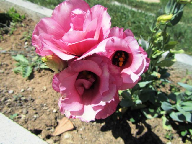 Name:  IMG_0429.jpg
Views: 1045
Size:  52.1 KB