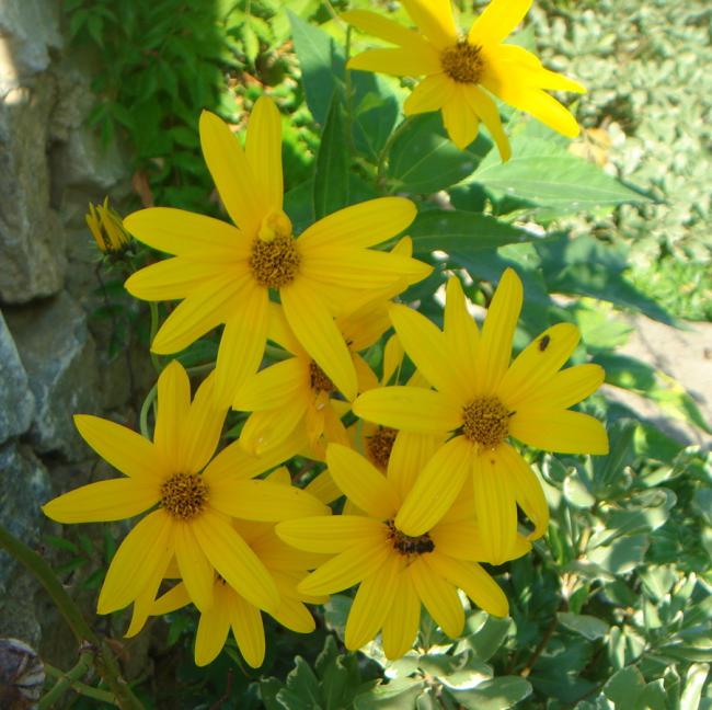 Name:  DSC08088.jpg
Views: 1156
Size:  63.8 KB