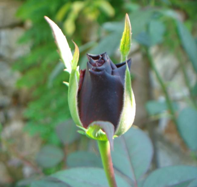Name:  DSC08164.jpg
Views: 976
Size:  32.9 KB