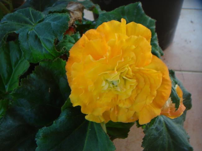 Name:  DSC08176.jpg
Views: 974
Size:  32.8 KB