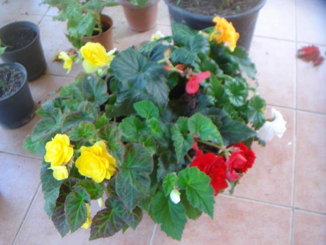 Name:  DSC08187.jpg
Views: 970
Size:  42.3 KB