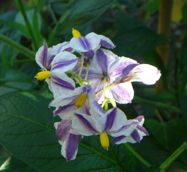 Name:  DSC08189.jpg
Views: 910
Size:  42.2 KB