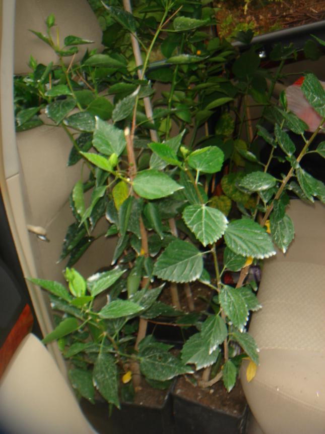 Name:  DSC08278.jpg
Views: 864
Size:  70.1 KB