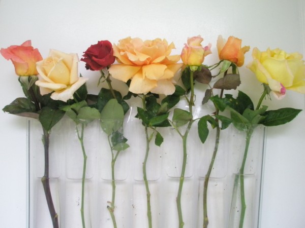 Name:  PA090672 (600 x 450).jpg
Views: 1184
Size:  50.4 KB