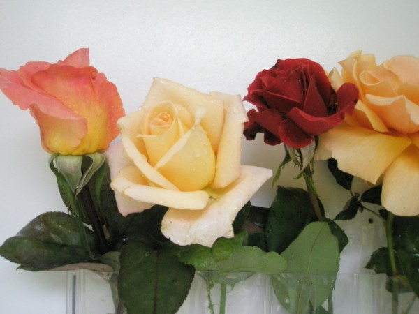 Name:  PA090670 (600 x 450).jpg
Views: 1114
Size:  50.7 KB