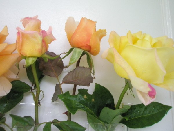 Name:  PA090671 (600 x 450).jpg
Views: 1167
Size:  52.0 KB