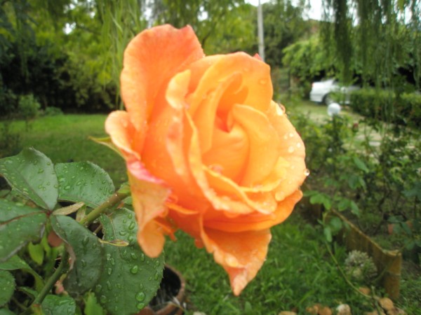 Name:  PA090647 (600 x 450).jpg
Views: 1146
Size:  66.4 KB