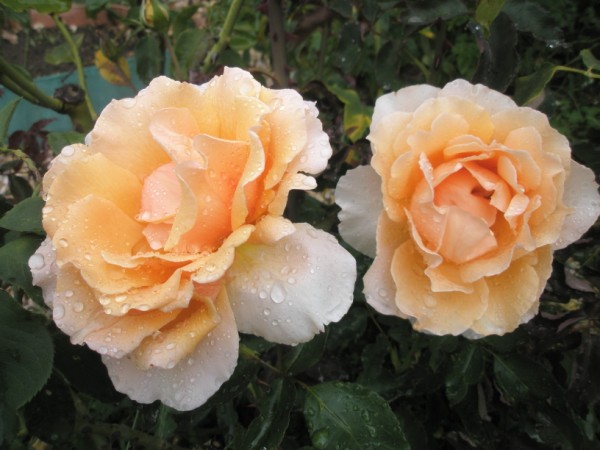 Name:  PA090632 (600 x 450).jpg
Views: 937
Size:  64.4 KB