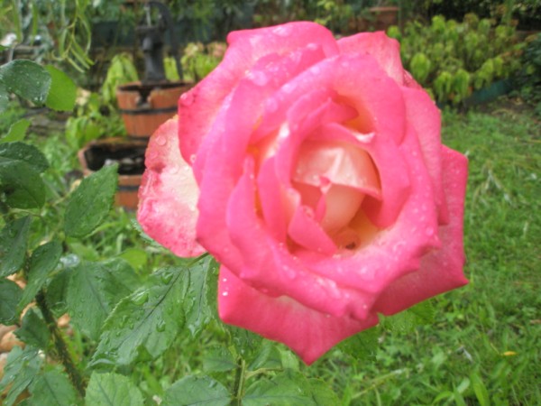 Name:  PA090635 (600 x 450).jpg
Views: 930
Size:  68.1 KB