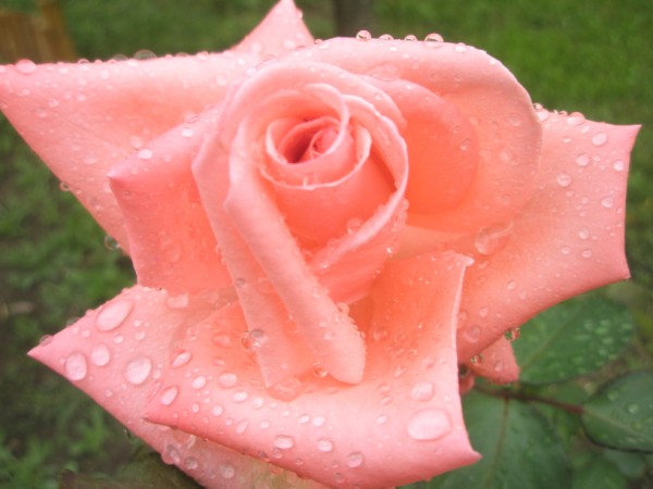 Name:  PA090642 (600 x 450).jpg
Views: 895
Size:  51.5 KB