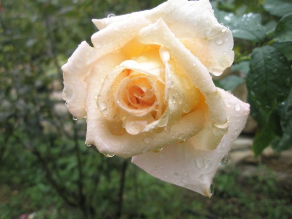 Name:  PA090622 (600 x 450).jpg
Views: 886
Size:  52.0 KB