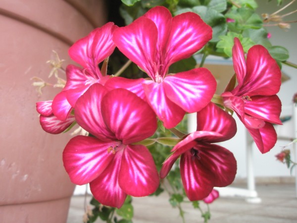 Name:  PA090659 (600 x 450).jpg
Views: 919
Size:  63.8 KB