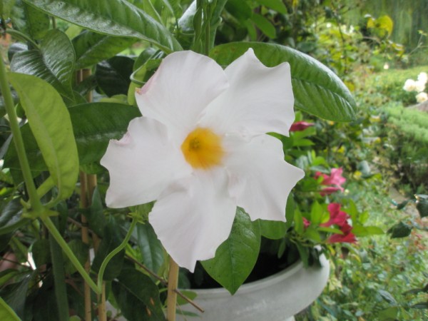 Name:  PA090663 (600 x 450).jpg
Views: 877
Size:  66.4 KB