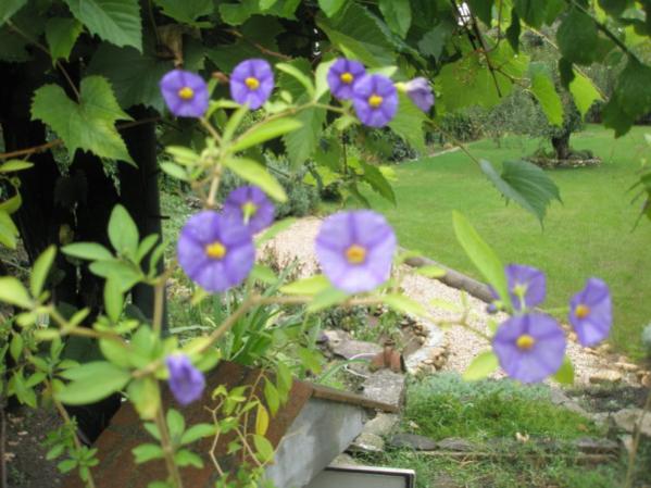 Name:  PA090640 (600 x 450).jpg
Views: 1072
Size:  48.0 KB