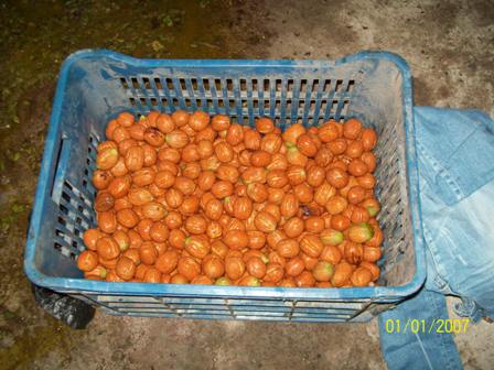 Name:  100_6066.JPG
Views: 1804
Size:  46.5 KB