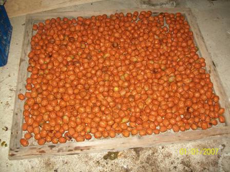 Name:  100_6078.JPG
Views: 2327
Size:  46.5 KB