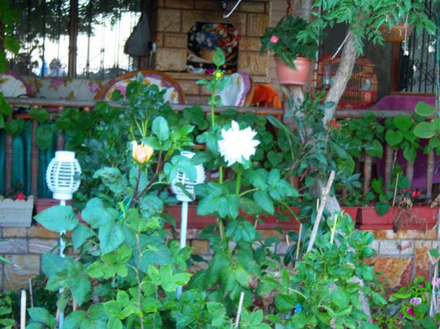 Name:  100_2944.jpg
Views: 391
Size:  63.5 KB