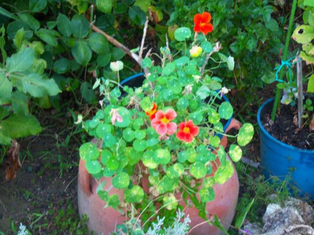 Name:  100_2945.jpg
Views: 370
Size:  61.7 KB