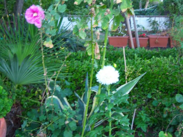 Name:  100_2946.jpg
Views: 367
Size:  60.8 KB