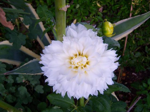 Name:  100_2947.jpg
Views: 348
Size:  39.9 KB