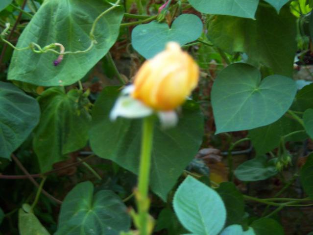 Name:  100_2956.jpg
Views: 388
Size:  34.4 KB