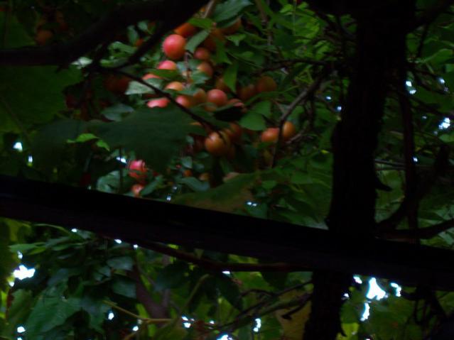 Name:  100_2958.jpg
Views: 343
Size:  31.6 KB