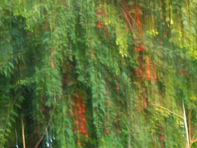 Name:  100_2959.jpg
Views: 354
Size:  45.8 KB
