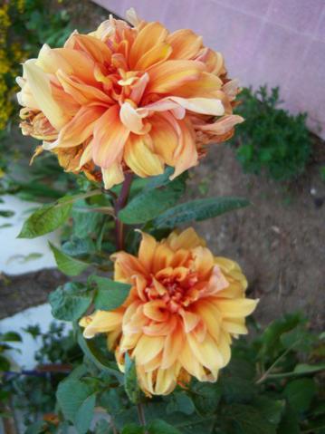 Name:  100_2960.jpg
Views: 369
Size:  28.4 KB