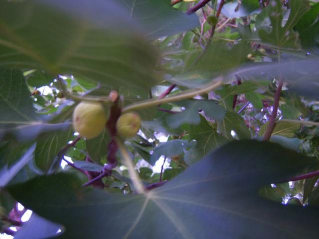 Name:  100_2967.jpg
Views: 381
Size:  32.4 KB