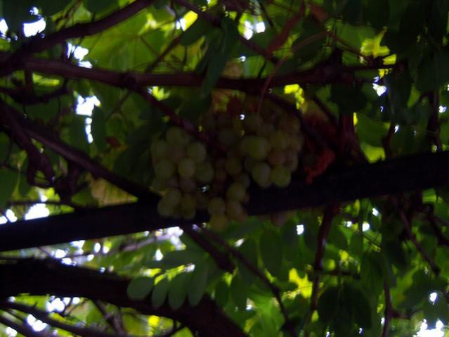Name:  100_2968.jpg
Views: 368
Size:  37.7 KB