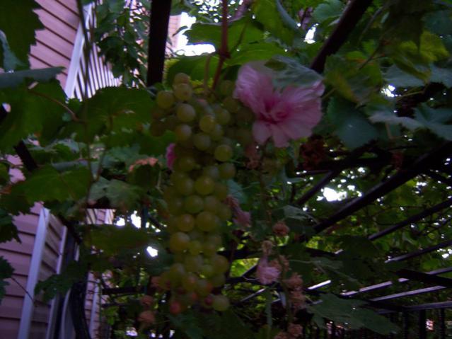 Name:  100_2971.jpg
Views: 367
Size:  44.3 KB