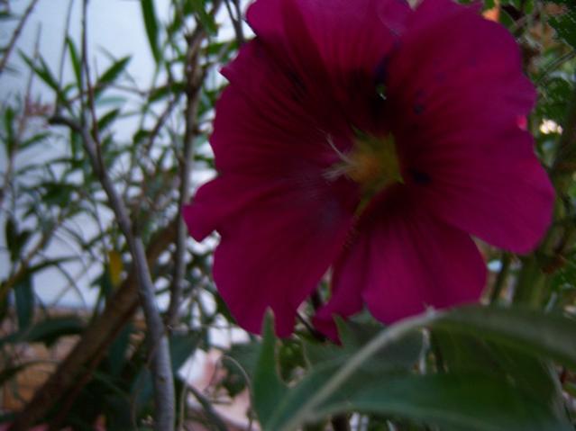 Name:  100_2972.jpg
Views: 358
Size:  31.0 KB